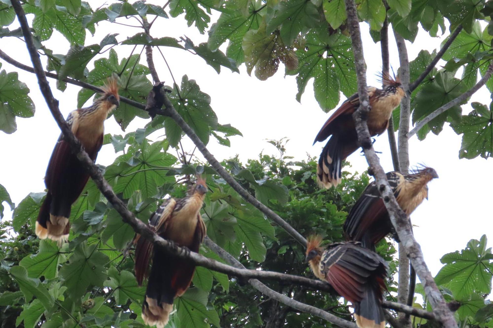 Hospedaje Y Tours Reina Arriera Amazonas Colombia Macedonia Kültér fotó