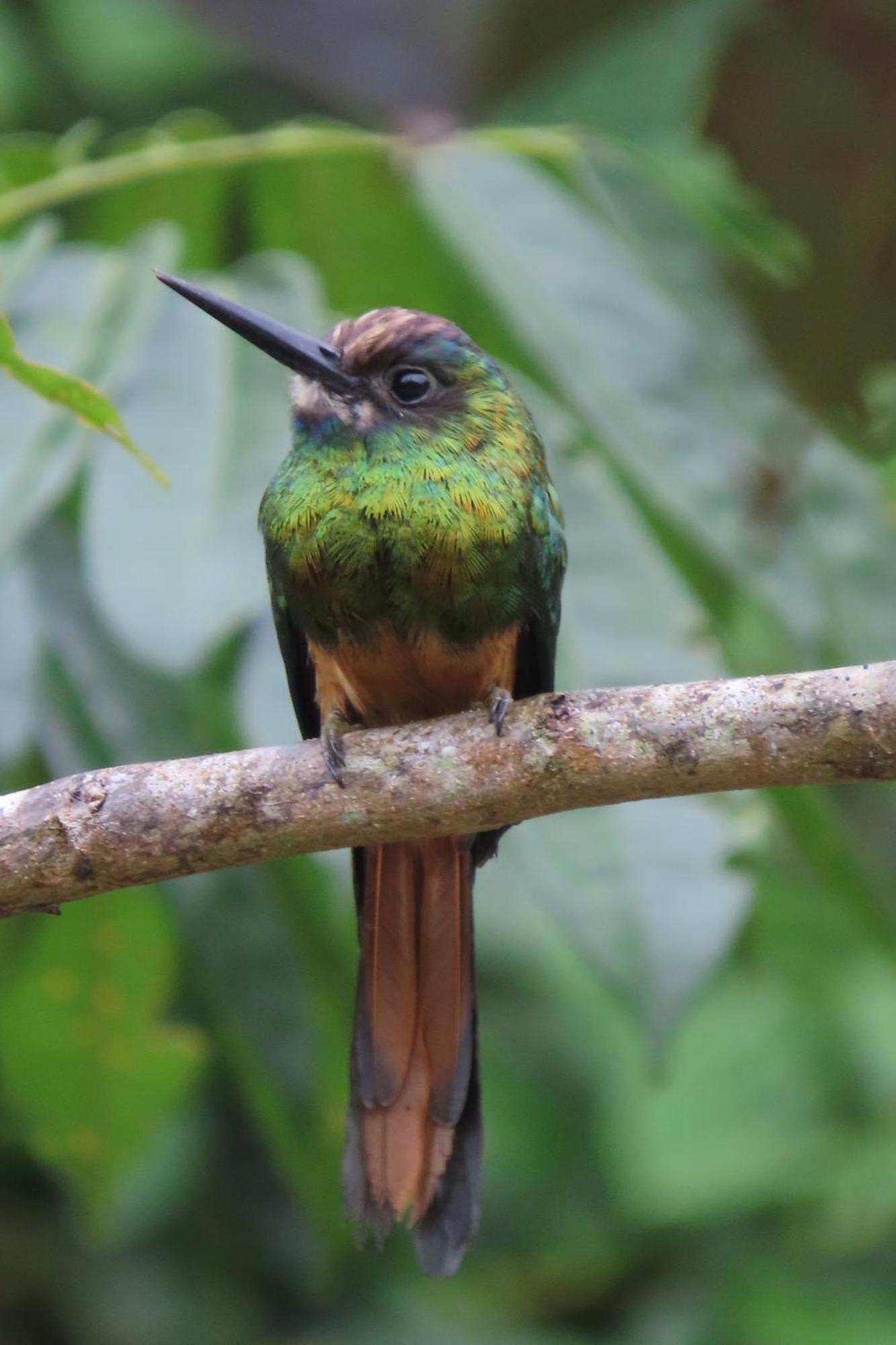 Hospedaje Y Tours Reina Arriera Amazonas Colombia Macedonia Kültér fotó