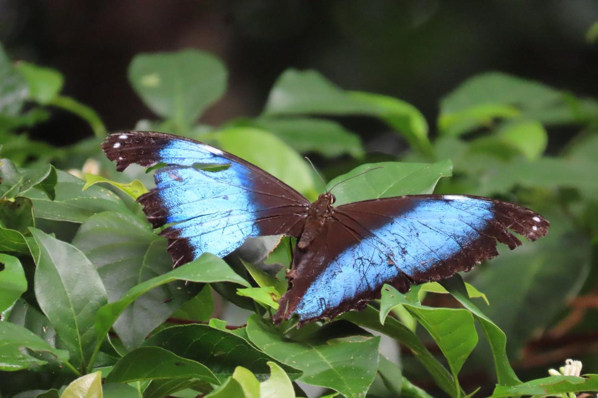 Hospedaje Y Tours Reina Arriera Amazonas Colombia Macedonia Kültér fotó